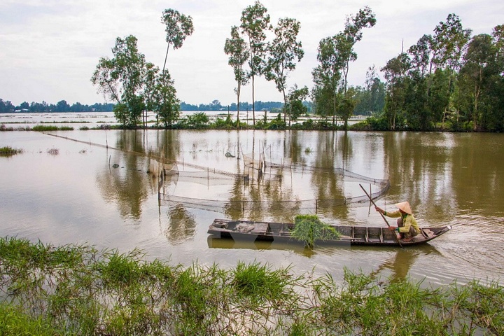 Hậu Giang là một trong những tỉnh thuộc khu vực Đồng bằng sông Cửu Long chịu ảnh hưởng của lũ từ tháng 8 đến tháng 11 hàng năm. (Ảnh: Duy Khương/TTXVN)
