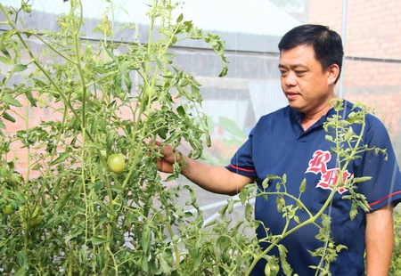Anh Nguyễn Hoàng Khải say sưa giới thiệu mô hình sản xuất cà chua an toàn sử dụng công nghệ cao.