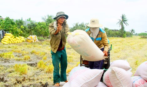 Sau khi thu hoạch, nhiều nông dân phải bán lúa thông qua “cò”.