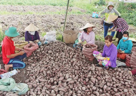 Trong cơ cấu lại ngành nông nghiệp, huyện Bình Tân đã xây dựng được nhiều mô hình hiệu quả.