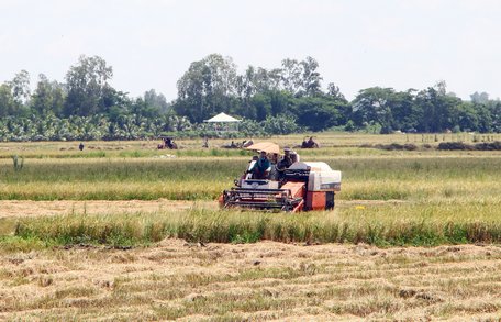 Theo đánh giá, ĐBSCL có lượng gạo dư thừa nhưng số lượng đủ tiêu chuẩn xuất khẩu vẫn còn thấp.