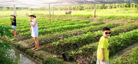 Ở Long Hồ chỉ mới có một vài hộ nông dân sản xuất theo hướng an toàn. Trong ảnh: Mô hình trồng rau trong nhà lưới của chị Mai Kim Cương (ấp Phước Hanh A, xã Phước Hậu).