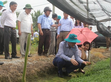 Mô hình trồng rau diếp cá giúp người dân xã Thuận An nâng cao thu nhập. 