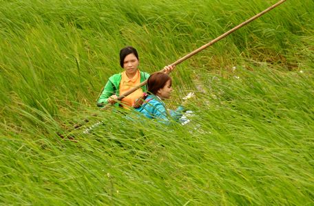 Bơi xuồng, chống xuồng trên ruộng lúa mùa ở huyện Tri Tôn (An Giang). Hình ảnh quen thuộc của những vụ mùa xưa.