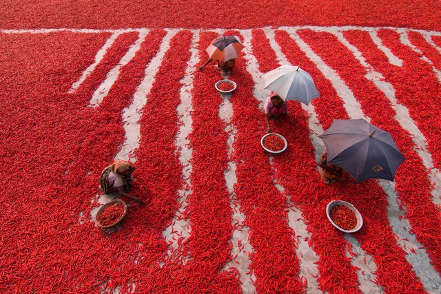“Cánh đồng ớt đỏ” của nhiếp ảnh gia Azim Khan Ronnie chụp tại Bangladesh với cảnh người nông dân đang phơi ớt trên sân.