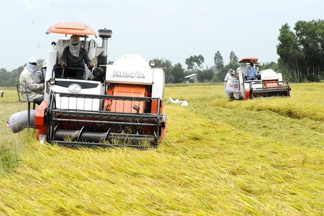 Những chiếc máy gặt đập liên hợp đang cần mẫn ủi lưỡi cắt trên mặt ruộng, phun rơm, nhả lúa vào bao trong niềm vui trúng mùa của hàng triệu nông dân