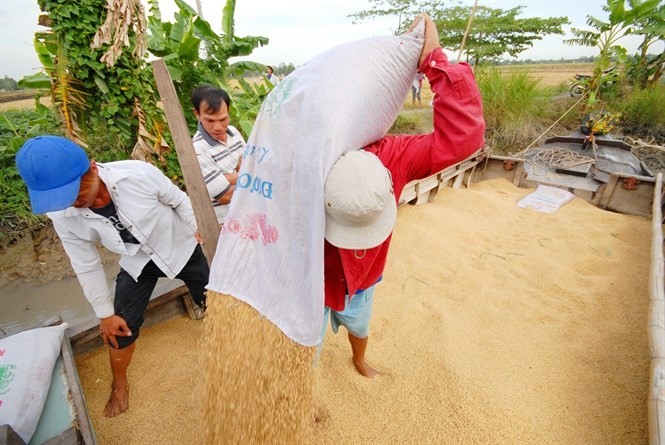 Nhiều nông dân quyết định bán lúa tươi cho thương lái ngay khi vừa thu hoạch
