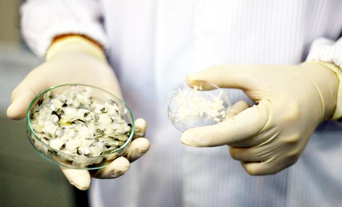 Collagen (đĩa petri bên phải) được chiết tách từ vảy cá lóc. Ảnh: CNA