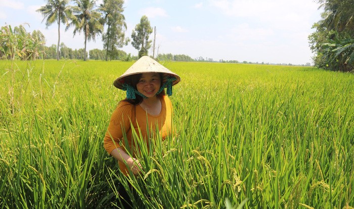 Nông dân trên cánh đồng lúa chín ở Kiên Giang- Ảnh: KHOA NAM