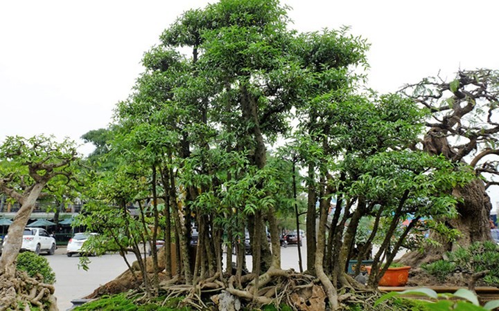 Một chậu cảnh mai chiếu thủy ở Đồng Nai khiến dân chơi cây cảnh thích thú khi chủ nhân đã nhân cây lên thành cả một rừng mai chiếu thủy thu nhỏ.