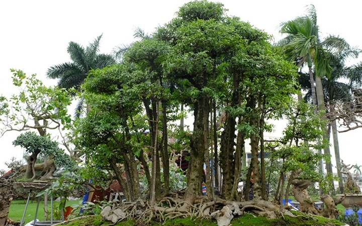 Chậu bonsai độc đáo này được rao bán với giá 180 triệu đồng.