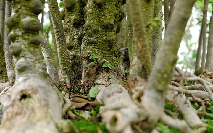 Ươm từng chồi mai chiếu thủy mới mọc ở gốc, cho đến ngày thành cả một rừng cây tươi tốt với bộ rễ 