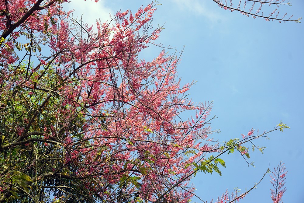 Bông ô môi nở rộ từ cuối tháng 3 đến tháng 4 âm lịch và kéo dài cả tháng.