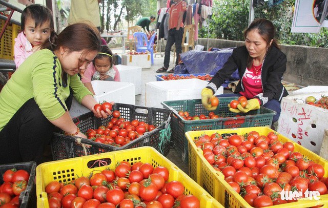 Giá cà chua ở Quỳnh Thanh, huyện Quỳnh Lưu, Nghệ An rớt mạnh, bán 10kg không mua được một tô phở - Ảnh: DOÃN HÒA