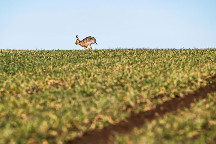 Chú thỏ nâu chạy nhảy trên cánh đồng gần thị trấn biên giới Kelso của Scotland.