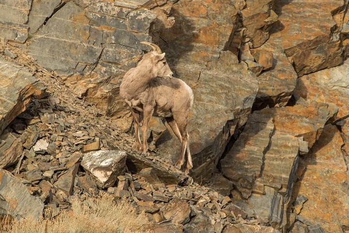 Con cừu cái sừng lớn ở Challis, Idaho, Mỹ