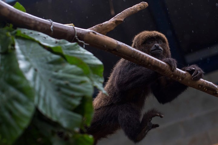 Khỉ đuôi dài ở Brazil.