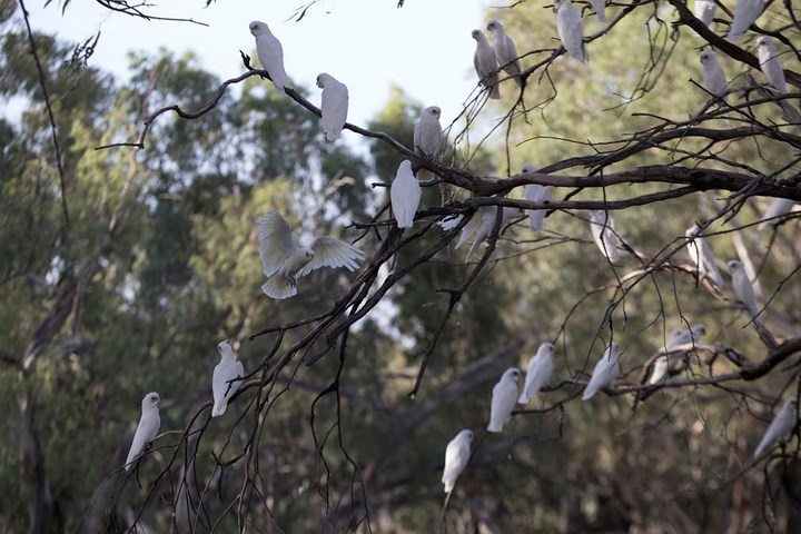 Một bầy chìa vôi trắng đậu trên cành cây bên sông Darling ở Bourke, Australia.