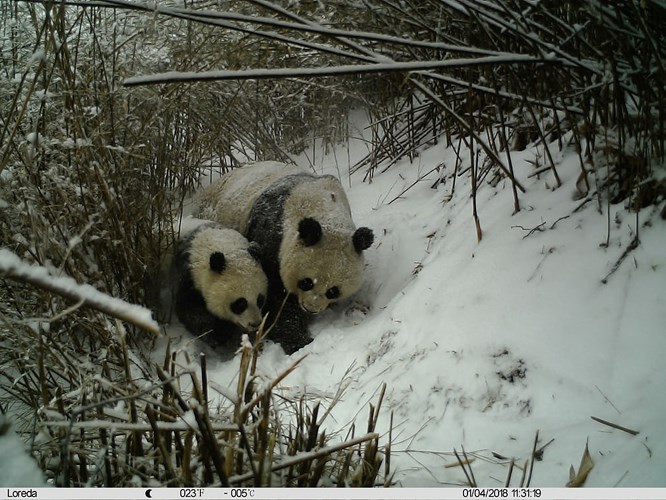Chú gấu trúc con nép sát vào gấu mẹ trong rừng trúc phủ tuyết trắng xóa ở tỉnh Sơn Tây, Trung Quốc.