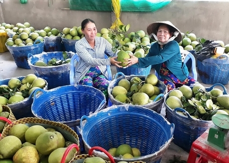 Việc bảo tồn vườn cây ăn trái, đặc biệt là bưởi Năm Roi là nhằm bảo tồn về đặc tính sinh thái, sản vật đặc trưng của TX Bình Minh.
