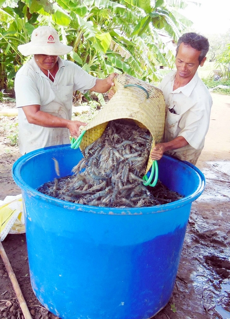 Ở Trà Vinh, nhiều vùng trồng lúa đã chuyển qua nuôi tôm để thích ứng với nước mặn.