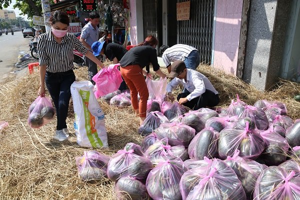 Giá thu mua dưa hấu giải cứu cho bà con nông dân tại địa phương này cao hơn giá thị trường từ 500 đến 700 đồng/kg.