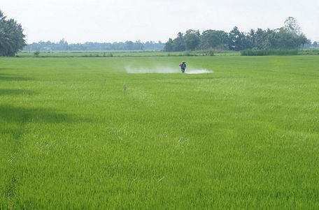 Phun thuốc trừ sâu cho lúa trong khi không có đồ bảo hộ lao động dễ xảy ra ngộ độc, ảnh hưởng sức khỏe bản thân.