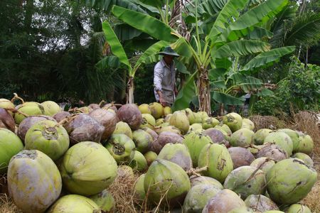 Thương lái chỉ mua thu mua dừa khô khi các vựa đặt hàng.