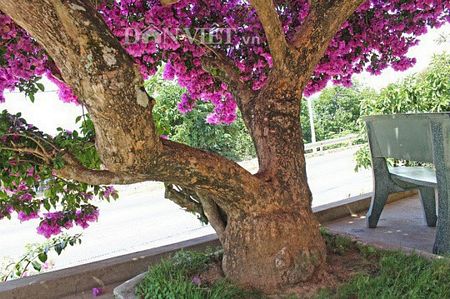 Bộ tán của cây hoa giấy cổ tích được tạo nên từ 2 cành chính, có chu vi từ 50 - 70cm/cành. Ảnh: Văn Long.