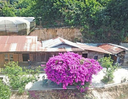 Cây hoa giấy khổng lồ nhìn từ trên cao giống như một chiếc ô màu tím lớn, nằm bên cạnh căn nhà gỗ tạo cảm giác rất xưa, đơn sơ và giản dị của vùng ngoại ô thành phố mờ sương Đà Lạt mộng mơ. Ảnh: Văn Long.