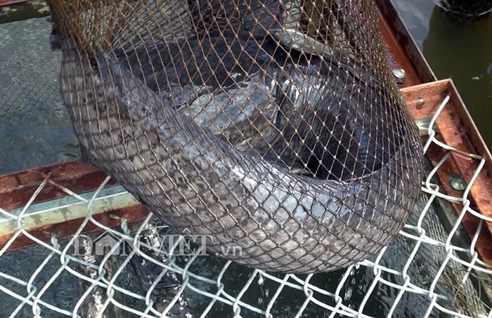 Một con cá trê khủng bắt được từ chiếc nò của gia đình anh Đăng (Ảnh: Chúc Ly).