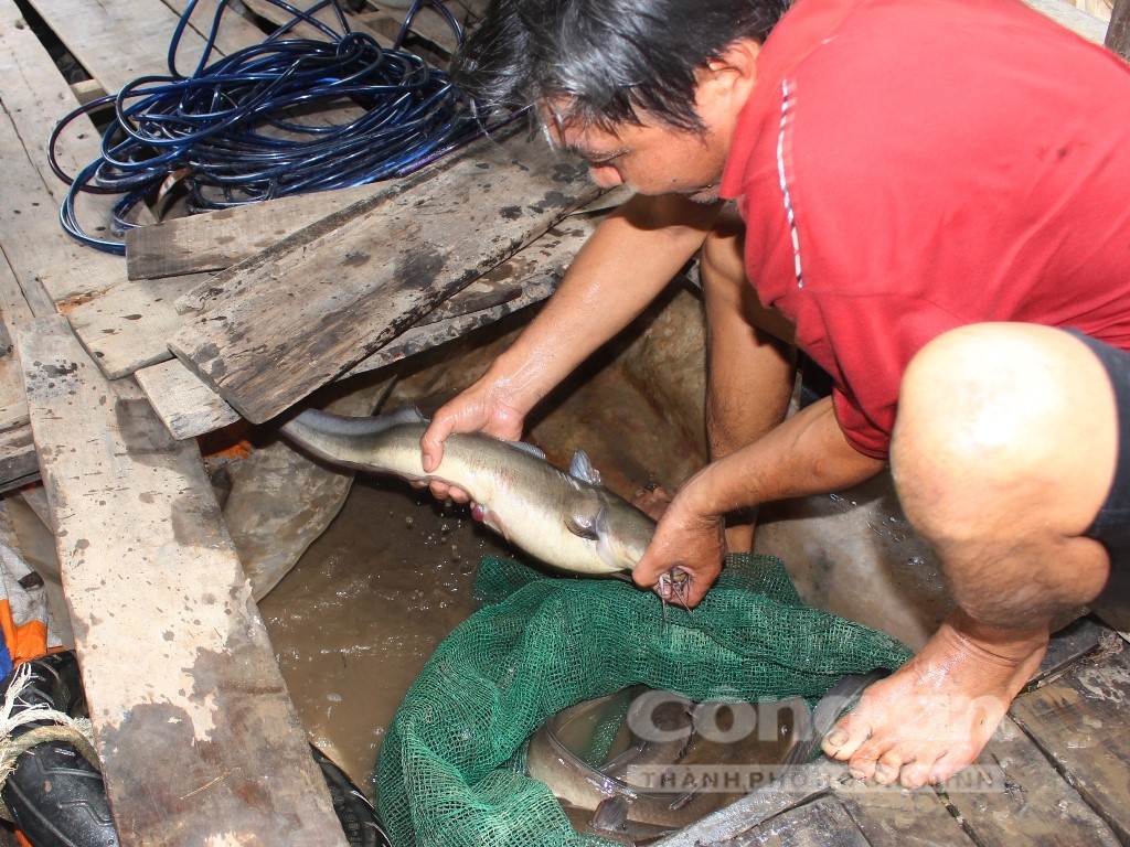 Hơn 1 tiếng lặn sông anh Đạt bắt được 4 con cá ngát, thu về cả triệu đồng.