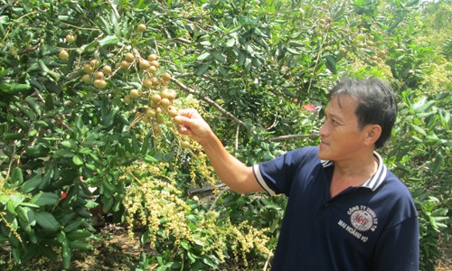 Anh Nguyễn Phú Tôi làm giàu nhờ trồng nhãn xuồng cơm vàng.