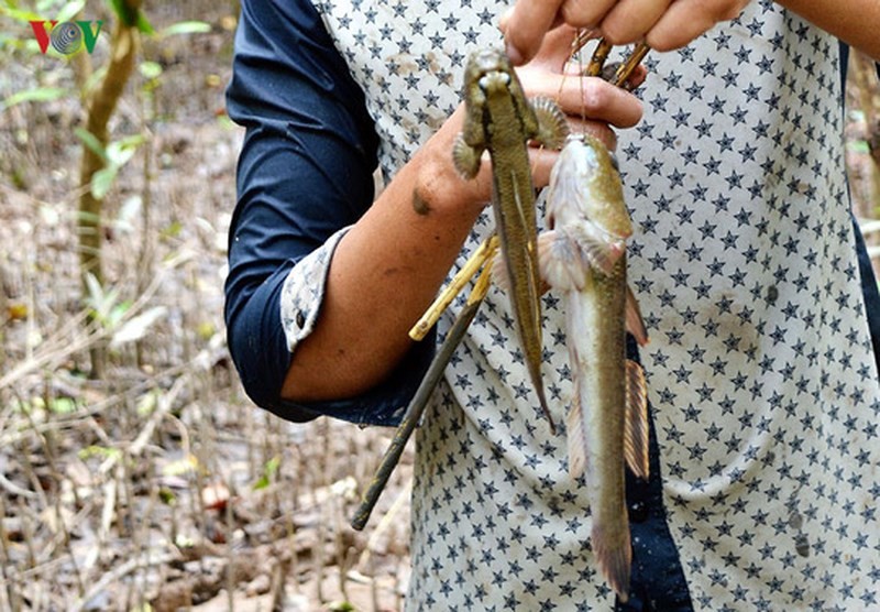 Thợ câu Nguyễn Văn Hải (xã Khánh Hải, huyện Trần Văn Thời, Cà Mau) cho biết, hang cá thòi lòi có thể dài đến vài mét. Do đó, hình thức hiệu quả nhất để bắt cá thòi lòi chính là ngâm câu.