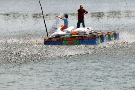 Nuôi cá tra con ở xã Tân Phú (Thanh Bình, Đồng Tháp). (Ảnh: Nguyễn Văn Trí/TTXVN)