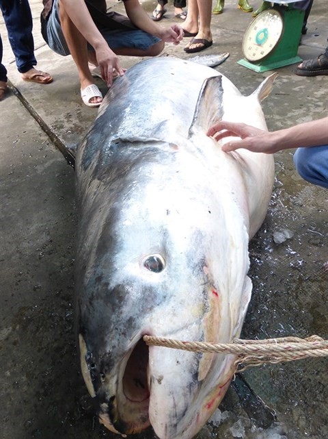 Con cá tra dầu “khủng” ngư dân bắt được trên sông Vàm Nao
