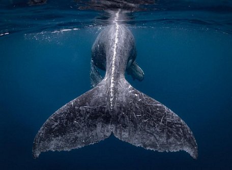  Phần đuôi của cá voi lưng gù con - Ảnh: Reiko Takahashi/NG