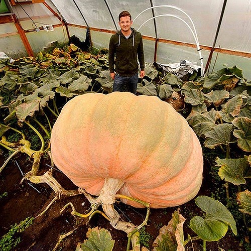 Trước đó, anh Matt McConkie (29 tuổi, ở bang Utah, Mỹ) đã được xác nhận lập kỷ lục quốc gia khi tự tay trồng được quả bí ngô khổng lồ với cân nặng tới 907 kg, phá vỡ mọi kỷ lục bí ngô khổng lồ trước đây.  (Ảnh: SFGate)