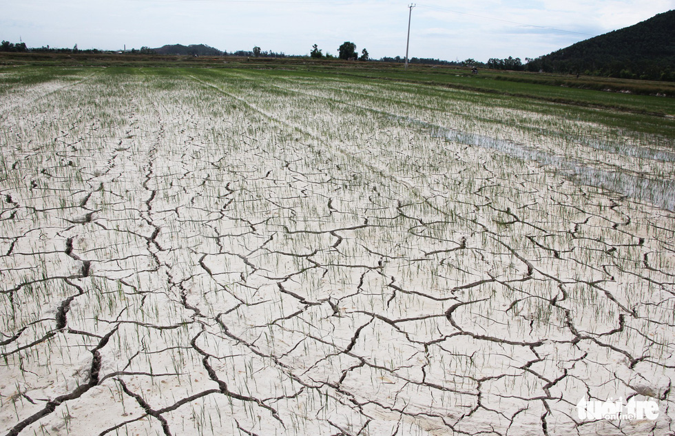 Do ảnh hưởng của đợt nắng nóng, tỉnh Nghệ An hiện có gần 23.000 ha lúa hè thu - mùa bị khô hạn, thiếu nước tưới; gần 15.000 ha lúa chưa gieo cấy được - DOÃN HÒA