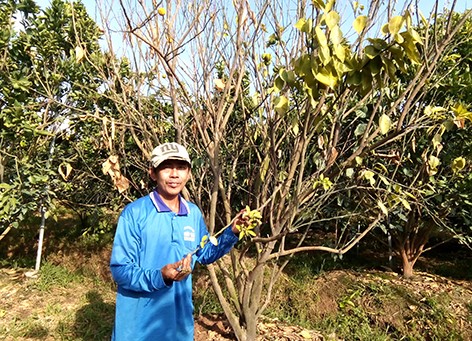 Dịch bệnh tấn công nhiều vườn cây có múi ở đồng bằng sông Cửu Long.