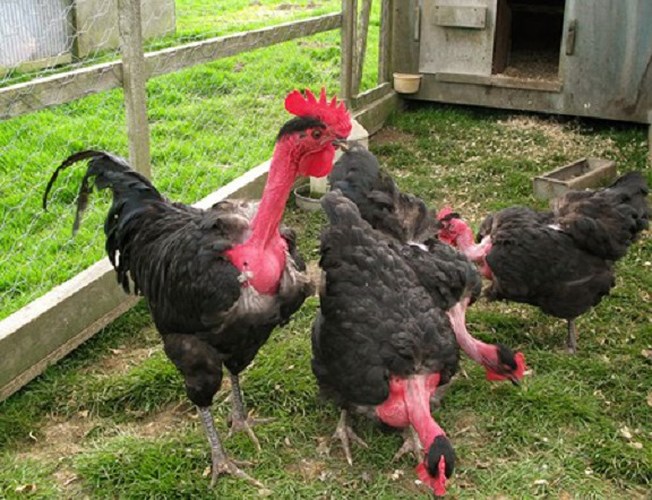 Hiện, giống gà này đang được anh Hồng cung cấp cho khách tại các tỉnh, thành phố trong cả nước với giá 800.000 đồng/con 1- 2 tháng tuổi, gà trưởng thành có giá 18 triệu đồng/bộ 1 trống 2 mái. 