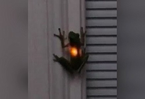 Chú ếch phát sáng trong đoạn video. Ảnh: Daily Mail