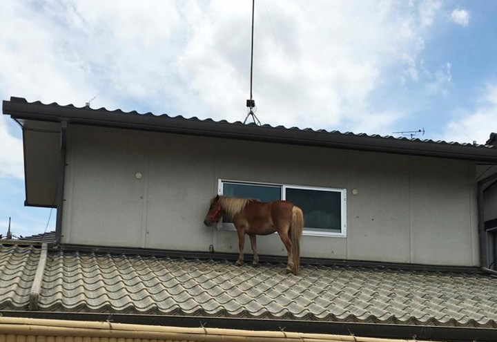 Một chú ngựa mắc kẹt trên mái nhà tại Kurashiki, tỉnh Okayama sau khi nước lũ rút đi. Ảnh: Reuters