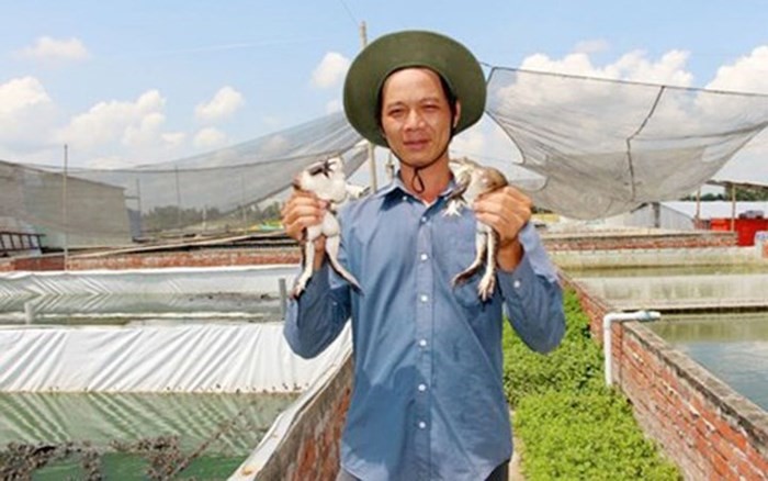 Hiện tại trại ếch anh Bảy Nữa đã cung ứng thị trường ếch thịt và giống cho các tỉnh ĐBSCL và Đà Nẵng, Hà Nội, mỗi năm lên hàng trăm ngàn con giống. (Ảnh: SGGP)