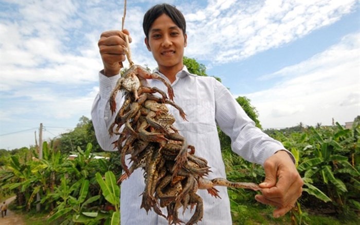 Ngoài ra mỗi năm cung ứng cho thị trường từ 2- 2,5 tấn trứng ếch giống với giá 300.000 – 600.000 đồng/kg; hơn 1 triệu con giống với giá từ 500 - 800 đồng/con. Lợi nhuận mỗi năm từ việc chăn nuôi ếch đến chế biến sản phẩm hơn 1 tỷ đồng. (Ảnh: Nông nghiệp Việt Nam)