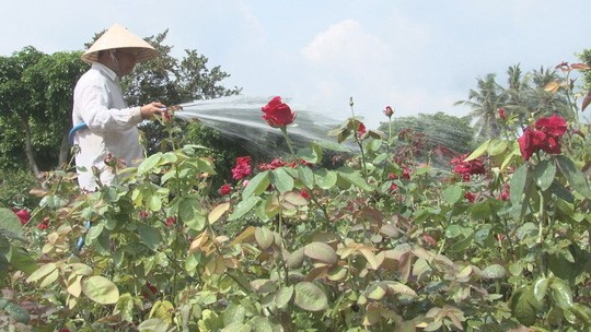 Ông Nguyễn Phước Lộc chăm sóc vườn hoa hồng hơn 40.000 cây