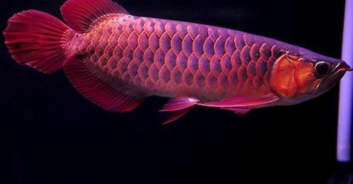 Cá rồng huyết long bình thường đã quý hiếm, nhưng những dòng cá bị dị tật bẩm sinh thường có giá “khủng” hơn cả. Đây là loài đắt nhất trên thế giới, giá khoảng 80.000 USD/con có kích thước nhỏ. (Ảnh: Vietnamnet)
