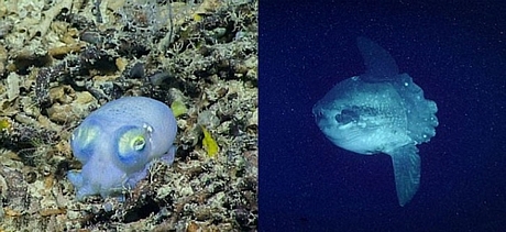 Mực đuôi ngắn ngụy trang dưới đáy biển và cá mặt trời - Ảnh: NOAA
