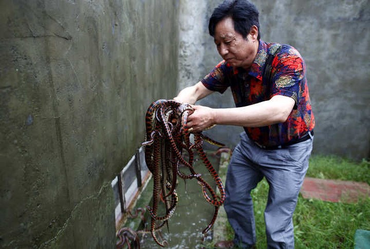 Kể từ đó, ngày càng nhiều người dân trong làng học nuôi rắn với hy vọng có thể lặp lại thành công của ông Yang. Ngày nay, vẫn còn một số hộ dân duy trì nuôi cá và làm khăn lụa, nhưng nuôi rắn vẫn là nguồn thu chính của cả làng.