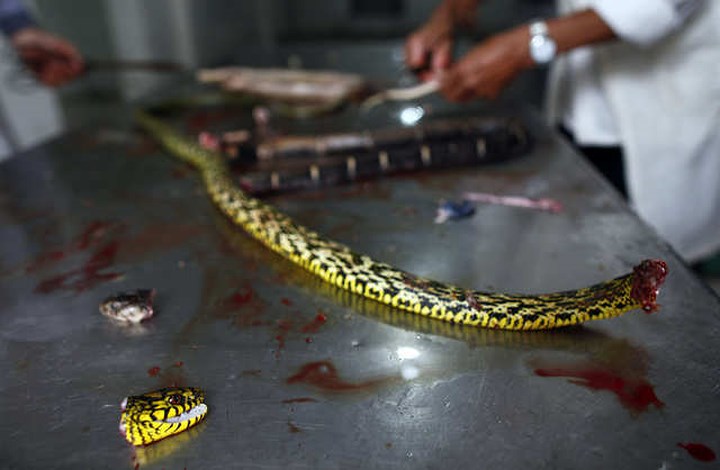 Thông thường, rắn sẽ được nuôi để lấy thịt bán cho các cửa hàng, một số được bán cho công ty dược phẩm. Số còn lại được sấy khô làm thuốc hoặc ngâm rượu để uống.